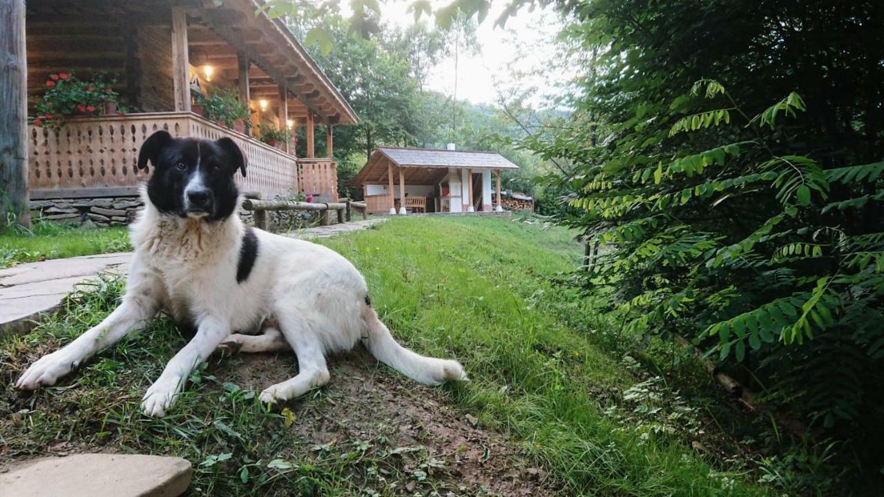 فيلا Casa Lu' Ion Vişeu de Sus المظهر الخارجي الصورة